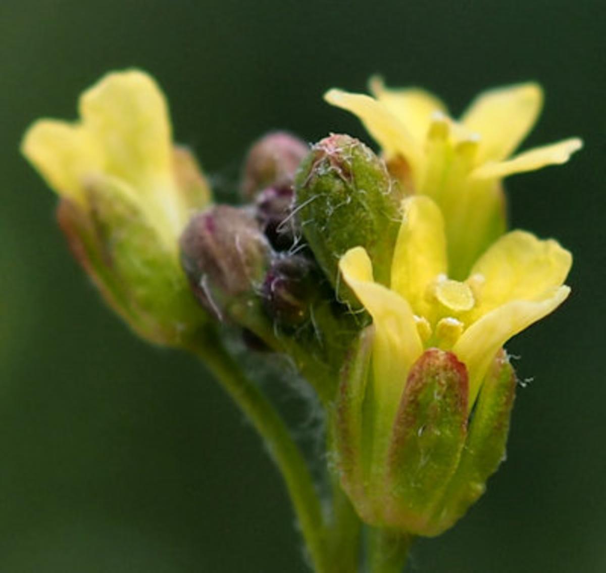 Gold of Pleasure, Overlooked flower